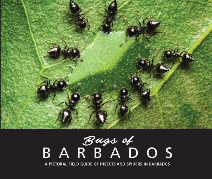 Bugs of Barbados